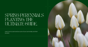 ​a complete planting guide and benefit for spring perennials