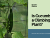 Is Cucumber a Climbing Plant?