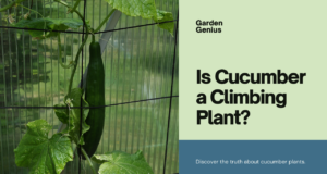 Is Cucumber a Climbing Plant?