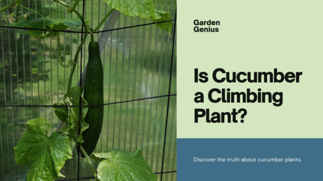 Is Cucumber a Climbing Plant?