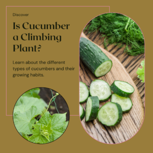 Is Cucumber a Climbing Plant?