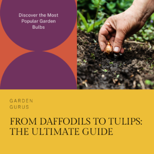 From Daffodils to Tulips: Unveiling the Most Popular Garden Bulbs
