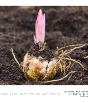 From Daffodils to Tulips: Unveiling the Most Popular Garden Bulbs
