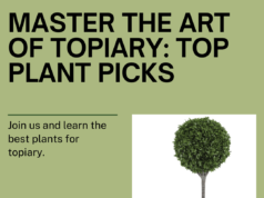 Master the Art of Topiary with these Top Plant Picks