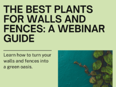 Discover Best Plants for Walls and Fences