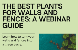 Discover Best Plants for Walls and Fences