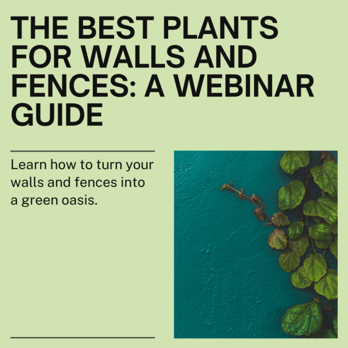 Discover Best Plants For Walls And Fences Discover Best Plants for Walls and Fences