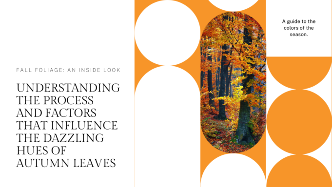 Understanding the process and factors that influence the dazzling hues of fall foliage