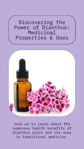Exploring Dianthus Medicinal Properties & Uses
