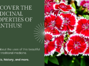 Exploring Dianthus Medicinal Properties & Uses