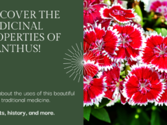 Exploring Dianthus Medicinal Properties & Uses