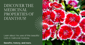 Exploring Dianthus Medicinal Properties & Uses