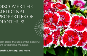 Exploring Dianthus Medicinal Properties & Uses