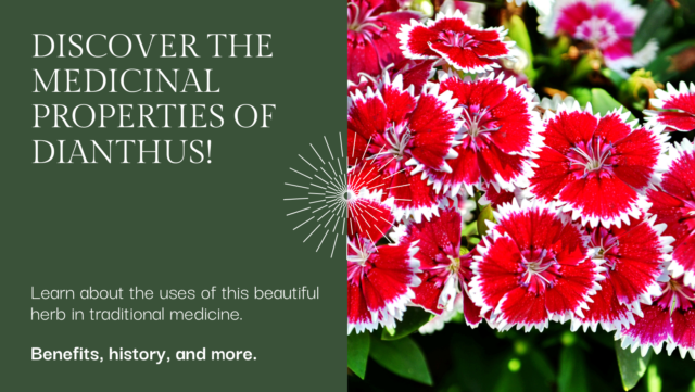 Exploring Dianthus Medicinal Properties & Uses