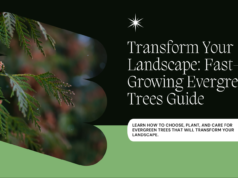 Transform Your Landscape with Fast-Growing Evergreen Trees Guide