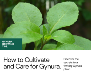 A Comprehensive Guide to Growing Gynura: Cultivation, Care, and Tips
