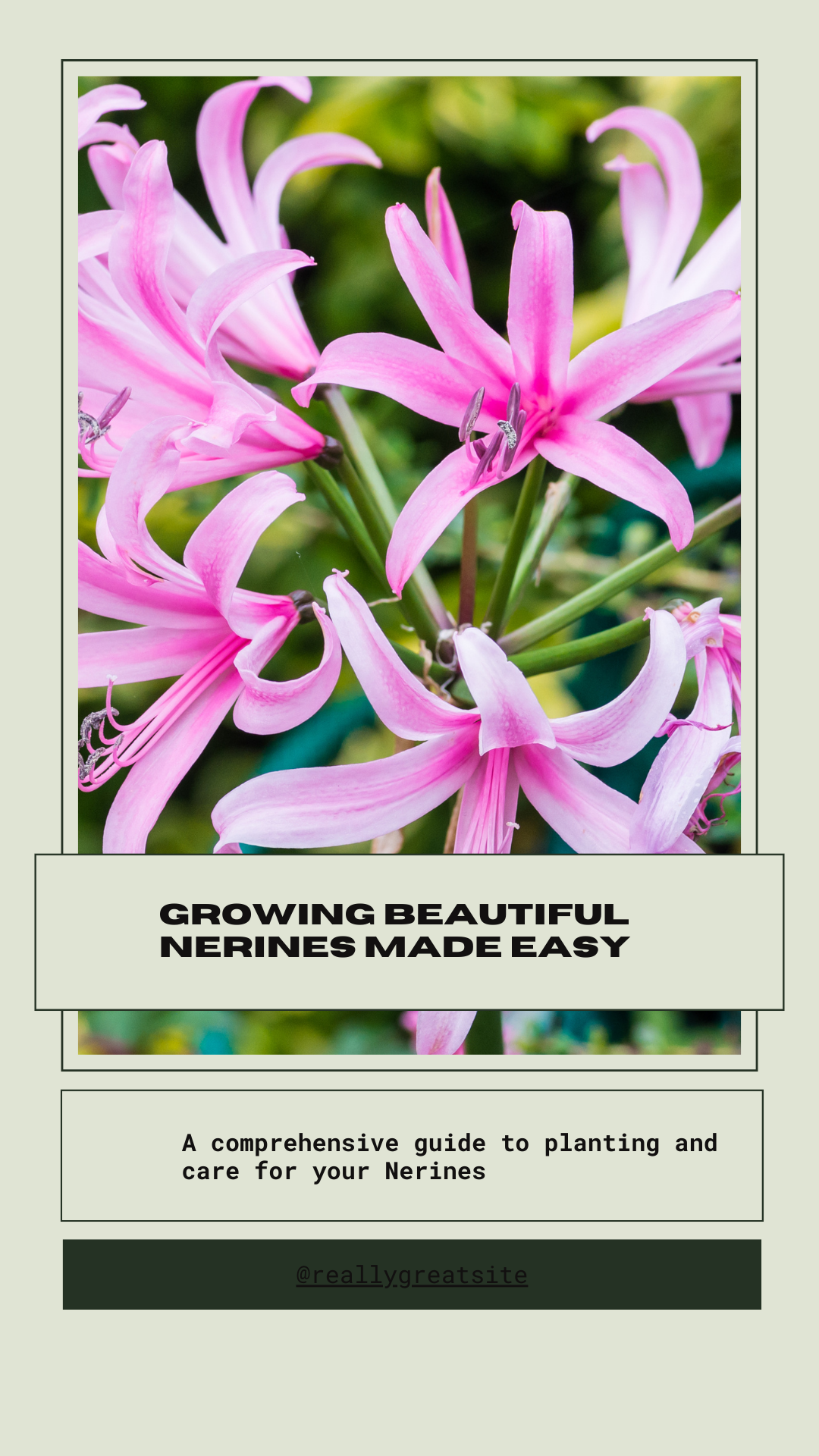 Grow Beautiful Nerines Planting & Care Guide Smart Gardening Tips
