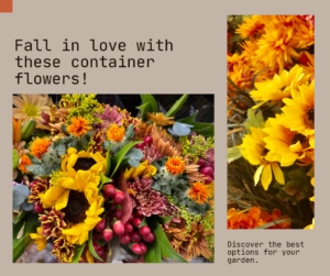 best fall flowers for your container gardening. Flowers to Plant for a More Colorful Garden