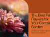 best fall flowers for your container gardening: Best Fall Flowers - Blooms for Your Autumn