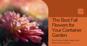 best fall flowers for your container gardening: Best Fall Flowers - Blooms for Your Autumn