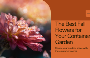 best fall flowers for your container gardening: Best Fall Flowers - Blooms for Your Autumn