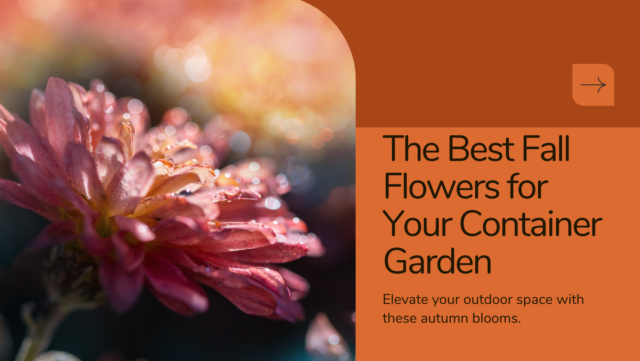 best fall flowers for your container gardening: Best Fall Flowers - Blooms for Your Autumn