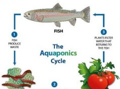 Exploring the Benefits of Aquaponics for Growing Vegetables