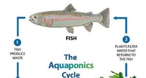 Exploring the Benefits of Aquaponics for Growing Vegetables