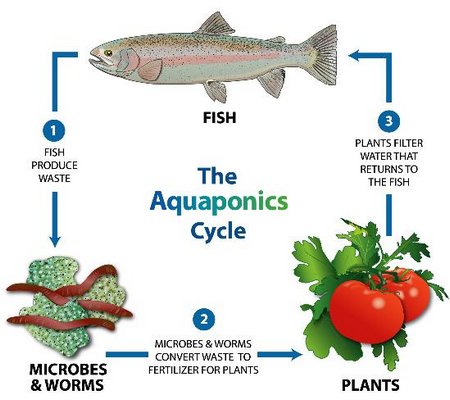 Exploring The Benefits Of Aquaponics For Growing Organic Vegetables Exploring the Benefits of Aquaponics for Growing Vegetables
