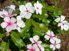 Planting Madagascar Periwinkle