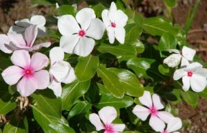 Planting Madagascar Periwinkle