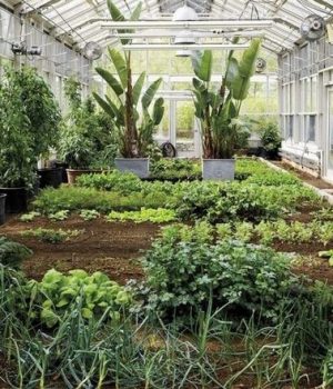 winter vegetable gardening