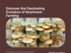 Exploring the Evolution of Mushroom Farming: From Traditional Methods to Modern Innovations