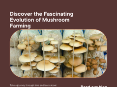 Exploring the Evolution of Mushroom Farming: From Traditional Methods to Modern Innovations