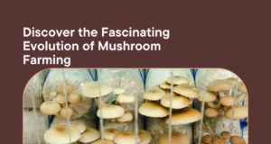 Exploring the Evolution of Mushroom Farming: From Traditional Methods to Modern Innovations