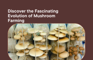 Exploring the Evolution of Mushroom Farming: From Traditional Methods to Modern Innovations