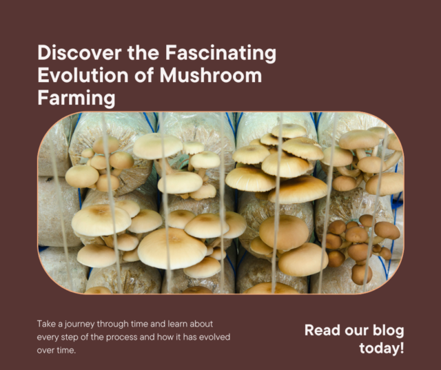 Exploring the Evolution of Mushroom Farming: From Traditional Methods to Modern Innovations