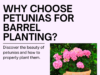 Why Choose Petunias for Barrel Planting?