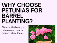 Why Choose Petunias for Barrel Planting?