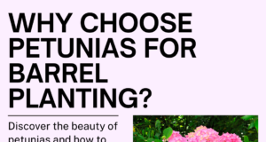 Why Choose Petunias for Barrel Planting?