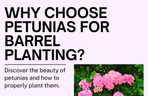 Why Choose Petunias for Barrel Planting?