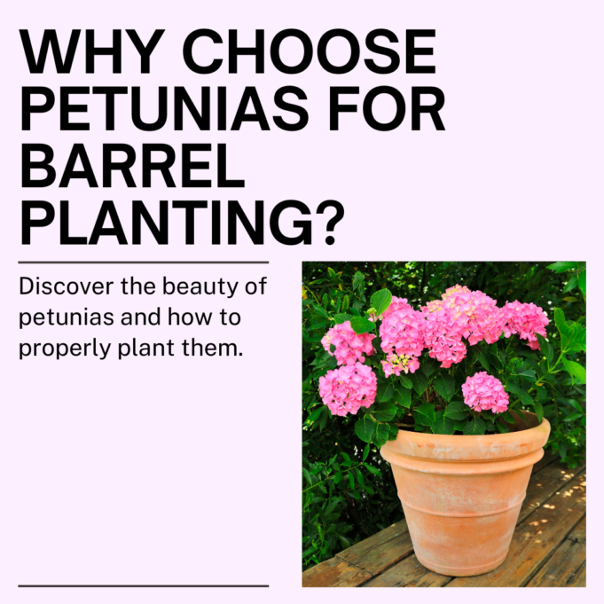 Why Choose Petunias for Barrel Planting?