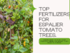 boost the productivity of your espalier tomato trees with these top fertilizers