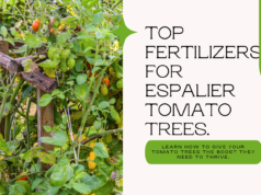 boost the productivity of your espalier tomato trees with these top fertilizers