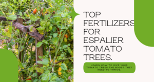 boost the productivity of your espalier tomato trees with these top fertilizers