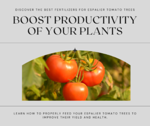 boost the productivity of your espalier tomato trees with these top fertilizers