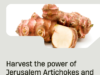 Discover the Health Benefits of Jerusalem Artichokes and Grow Your Own Supply