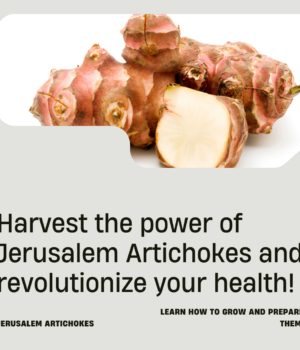 Discover the Health Benefits of Jerusalem Artichokes and Grow Your Own Supply