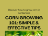 How to grow corn faster in containers