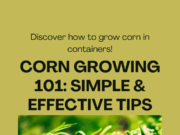 How to grow corn faster in containers
